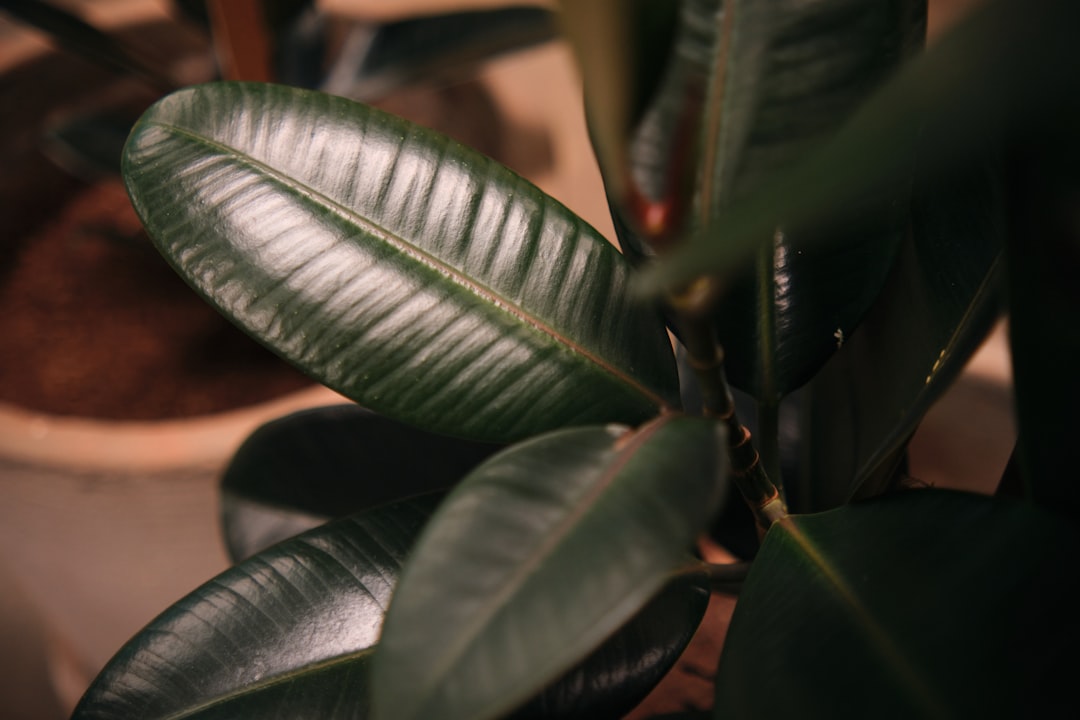 Puntas marrones en una hoja de planta de interior