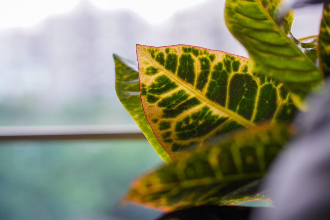 Hojas grandes de planta de interior limpias y saludables