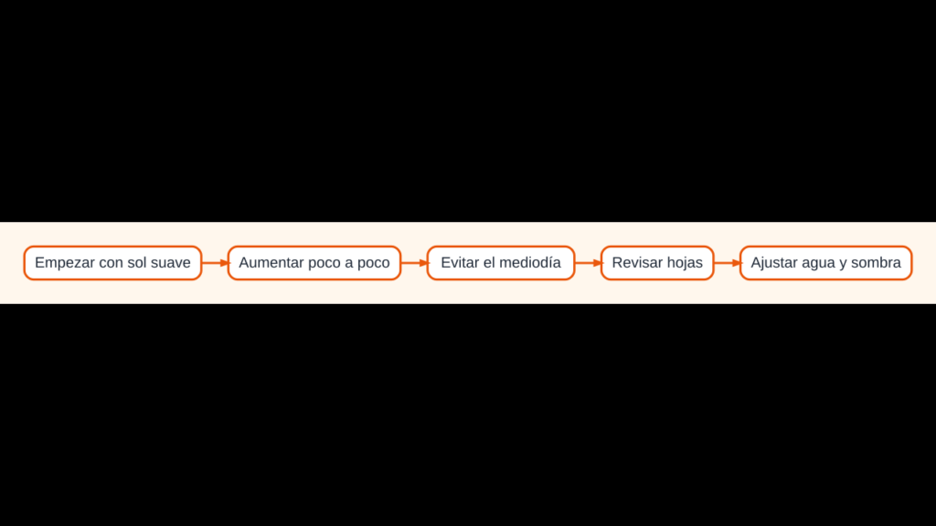 Diagrama para acostumbrar una planta al sol de forma gradual sin quemar las hojas