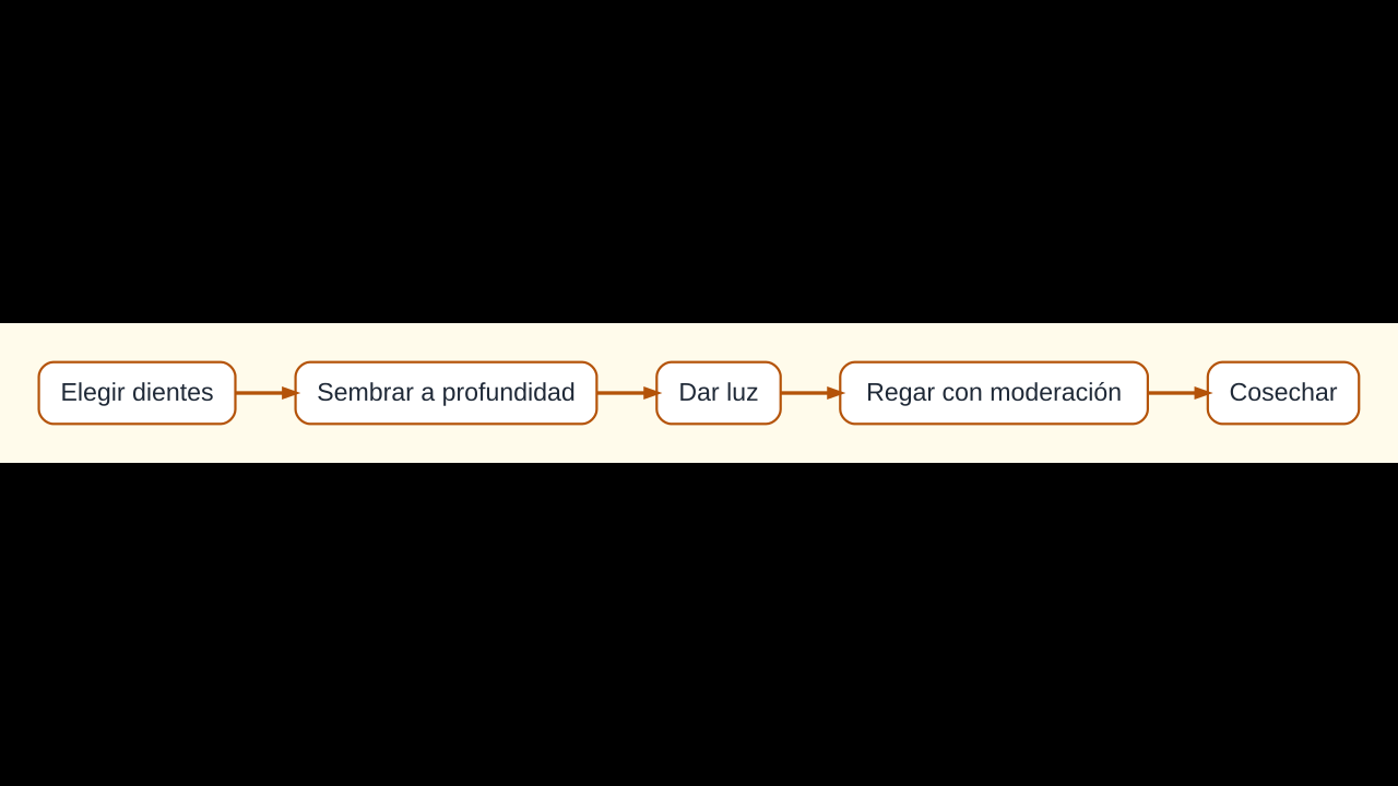 Diagrama del cultivo de ajo en maceta desde el diente hasta la cosecha