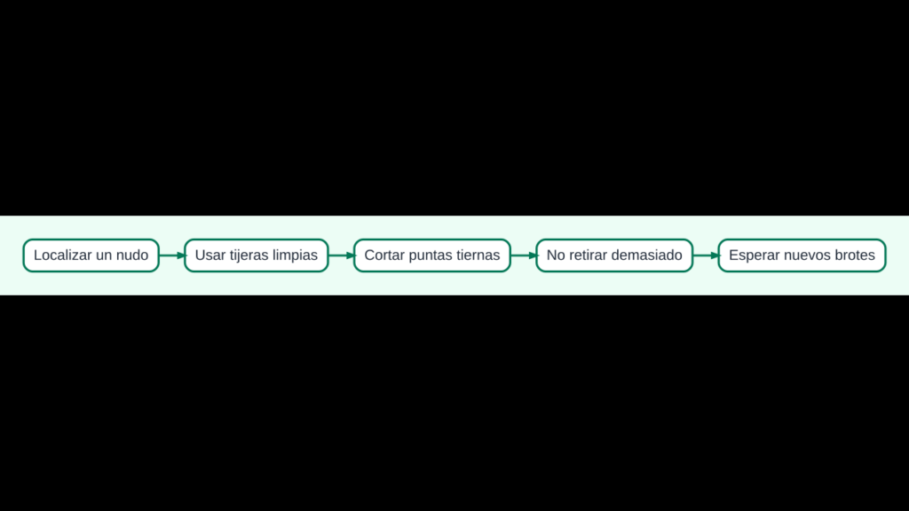 Diagrama para podar y cosechar hierbas aromáticas favoreciendo nuevos brotes