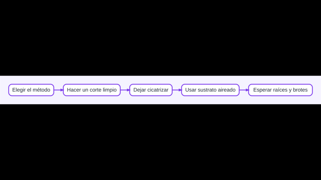 Diagrama para propagar suculentas por hojas, hijuelos o esquejes