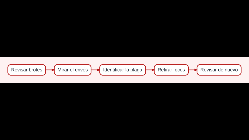 Diagrama para inspeccionar, identificar y manejar plagas comunes en plantas aromáticas