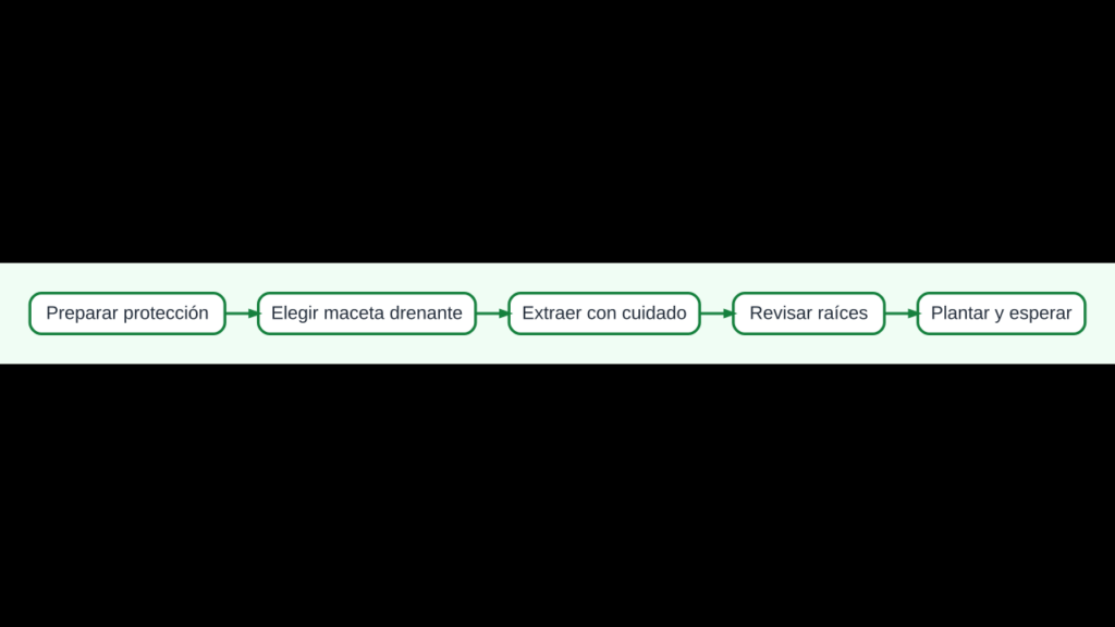 Diagrama para trasplantar cactus y suculentas protegiendo raíces, hojas y espinas