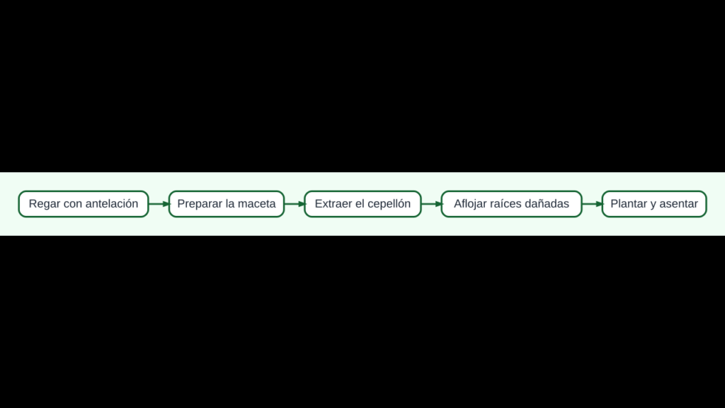 Diagrama para trasplantar una planta protegiendo el cepellón y las raíces