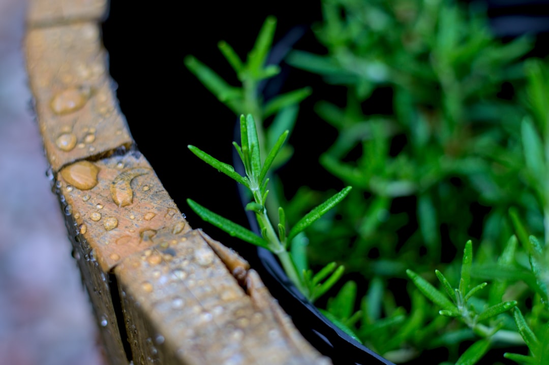 Macetas de diferentes tamaños para plantas aromáticas