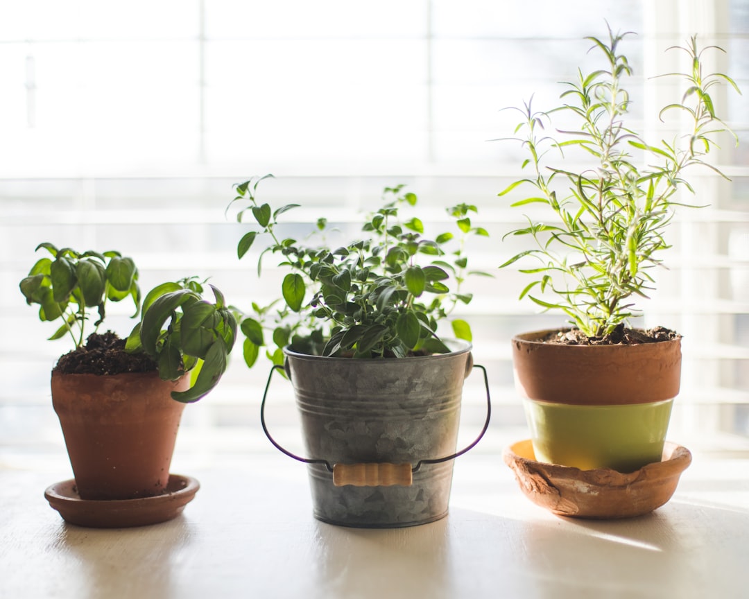 Cómo crear un jardín de hierbas aromáticas en macetas