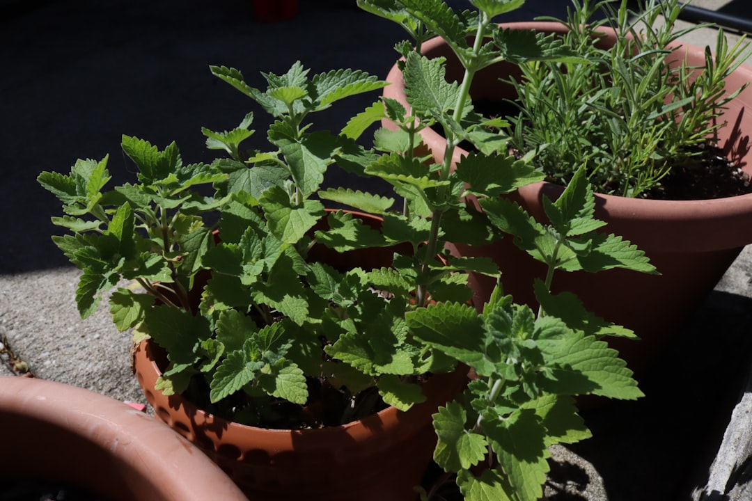 Inspección de hojas para detectar plagas en plantas aromáticas