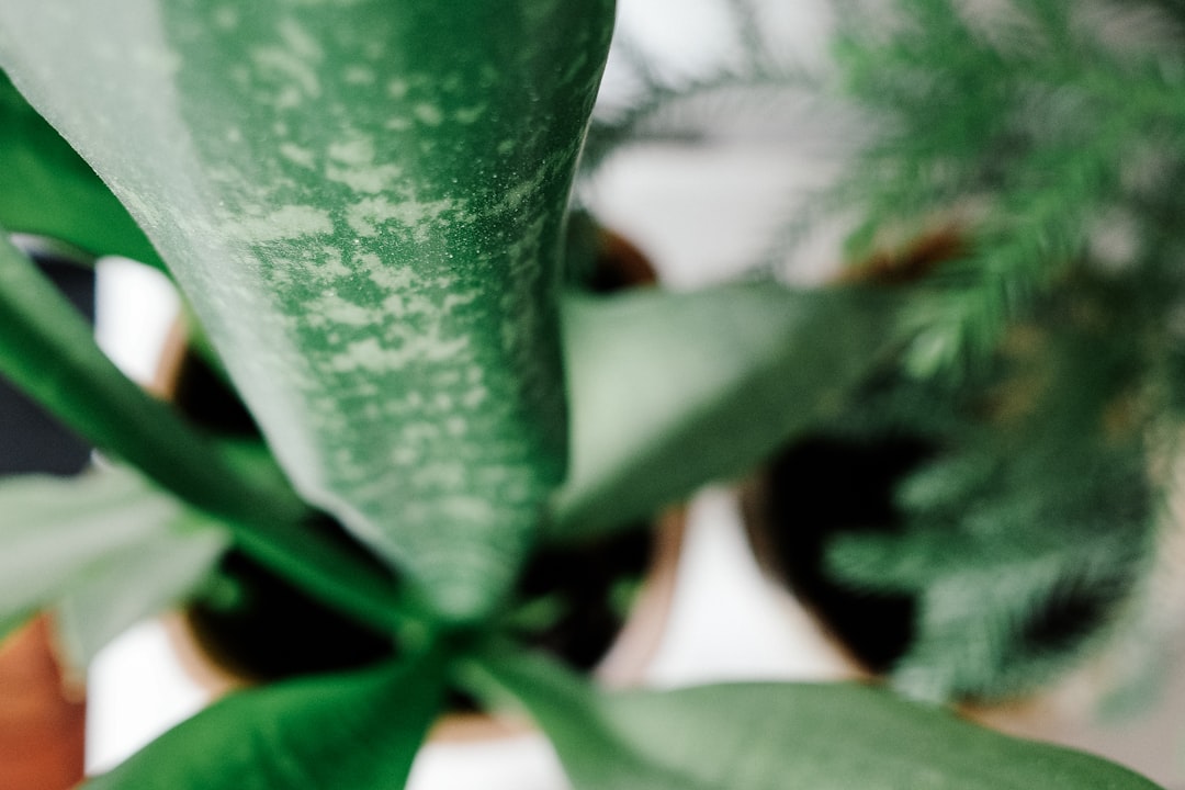 Cómo limpiar las hojas de plantas de interior correctamente