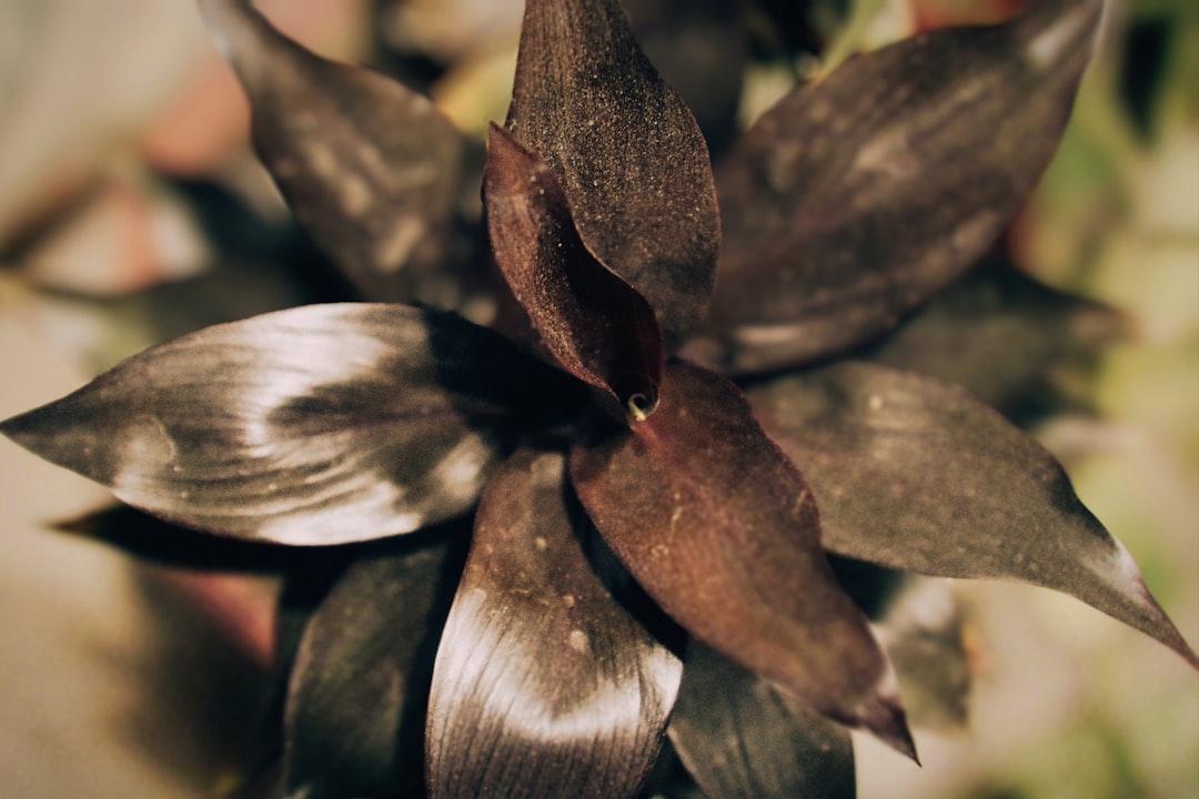 Planta de interior con hojas pequeñas que requiere limpieza delicada