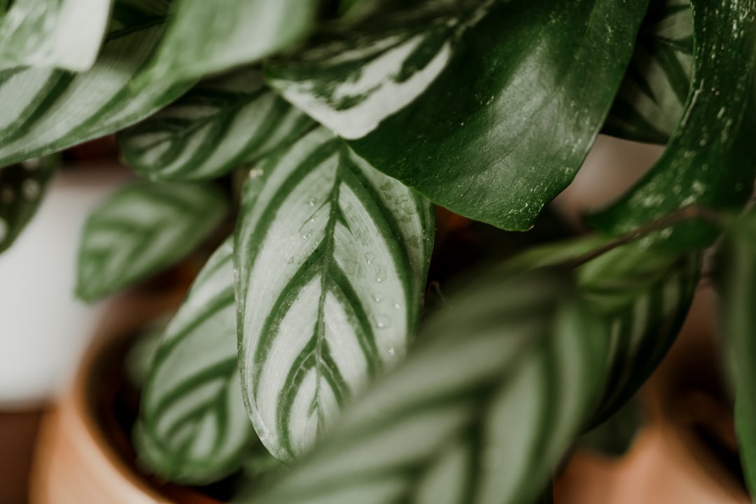 Macetas limpias para plantas de interior