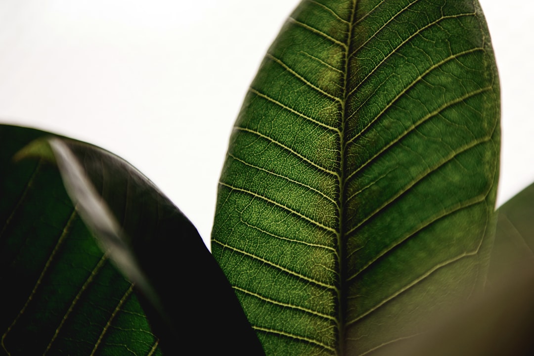 Revisión del envés de una hoja para detectar plagas