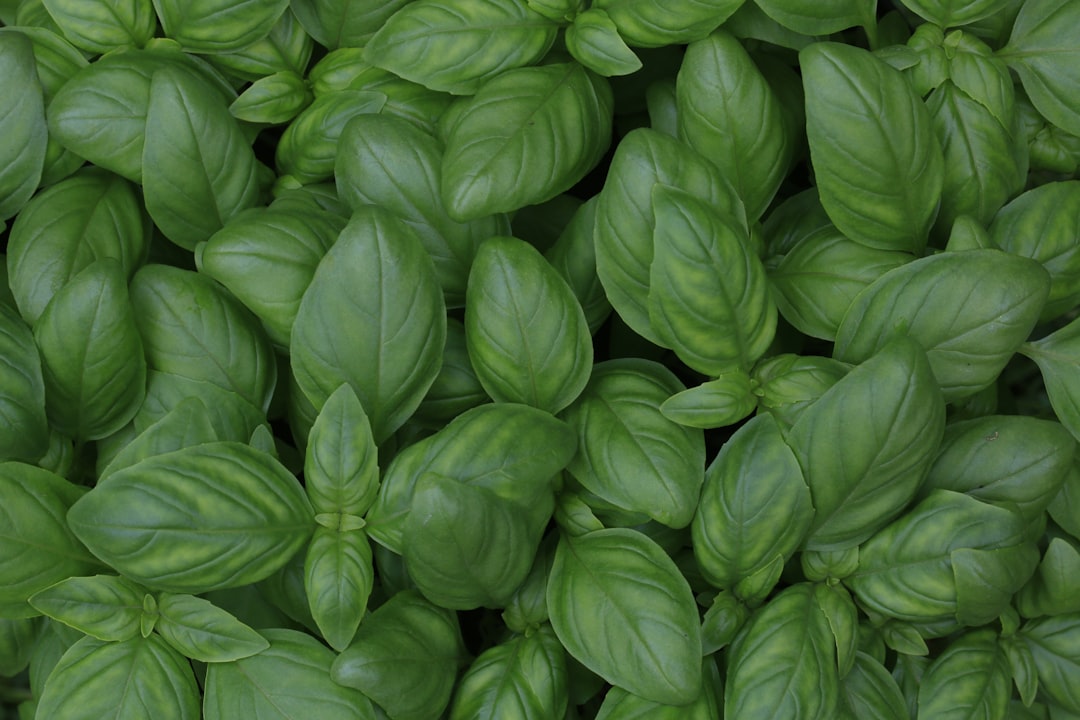 Acolchado ligero para conservar humedad alrededor de plantas