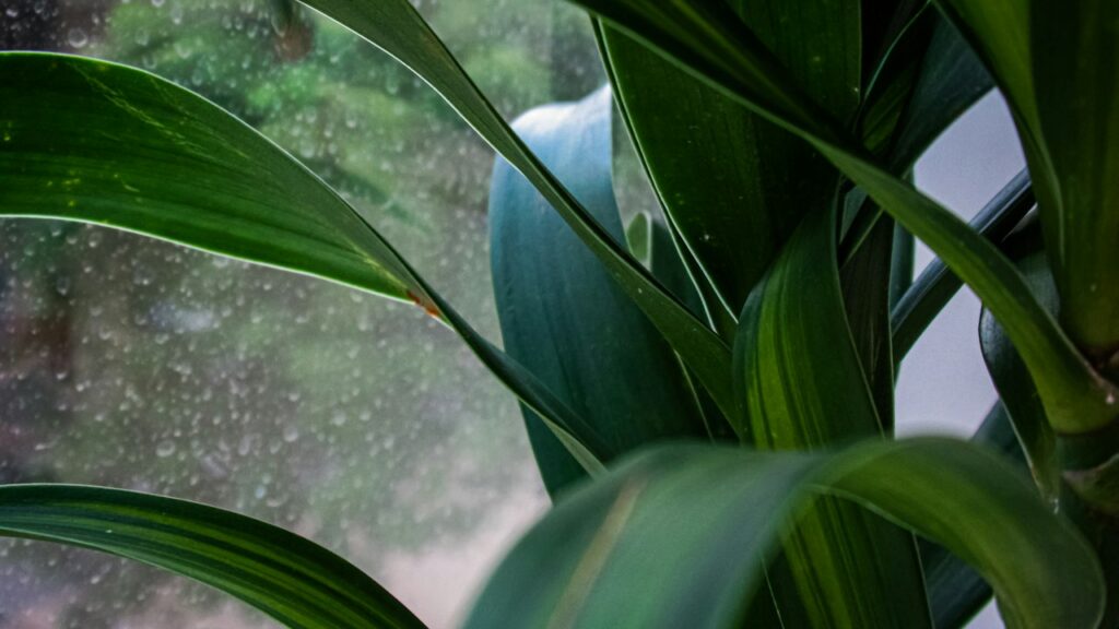 Primer plano de hojas limpias de una planta de interior