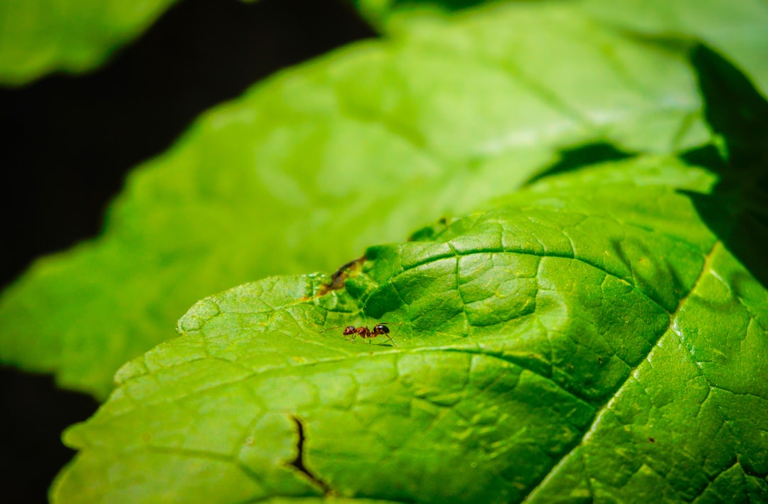 Hormiga sobre una hoja durante la revisión de plagas en plantas aromáticas