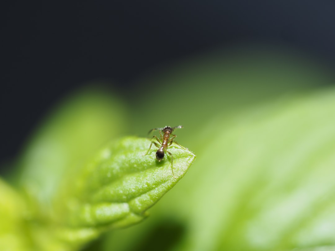 Insecto pequeño sobre una hoja verde durante la identificación de plagas