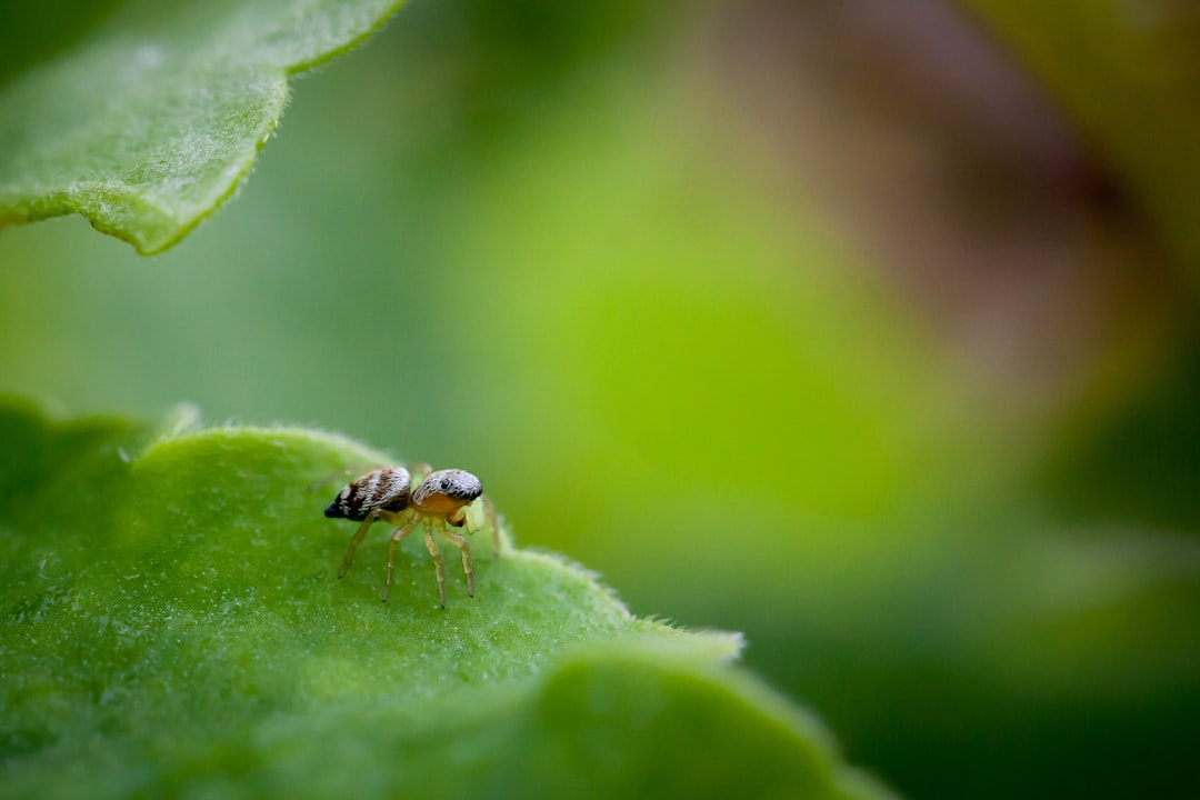 Pequeños insectos sobre una hoja durante una revisión de plantas aromáticas
