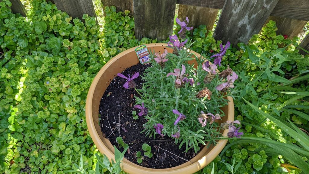 Lavanda saludable cultivada en maceta al aire libre