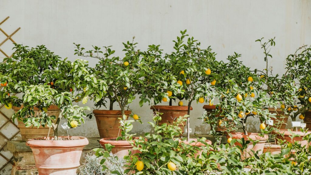 Limoneros jóvenes creciendo en macetas al aire libre