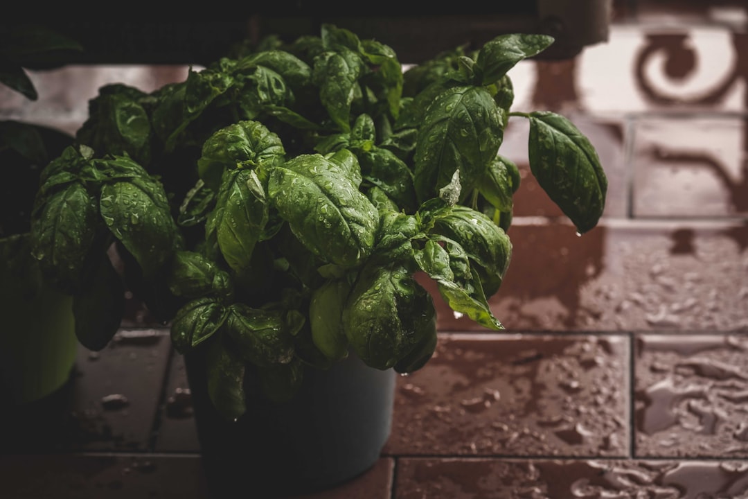 Comprobación de humedad antes de regar una planta aromática