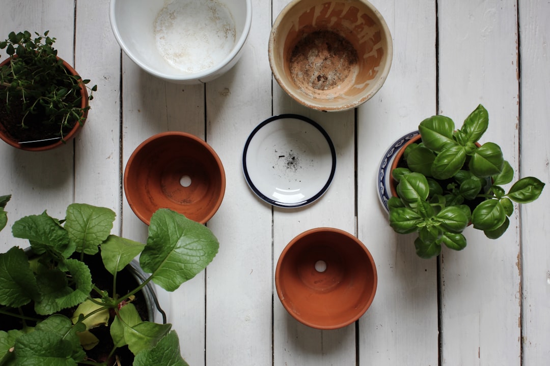 Materia orgánica mezclada en sustrato para plantas aromáticas