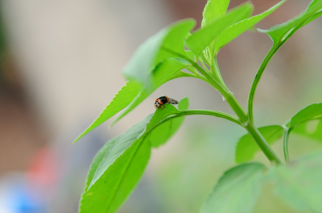 Mariquita sobre una hoja durante la inspección de insectos en plantas aromáticas