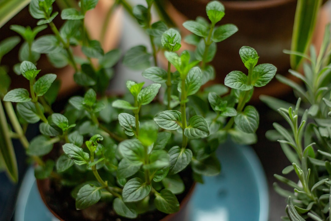 Riego profundo de hierbas aromáticas cultivadas en maceta