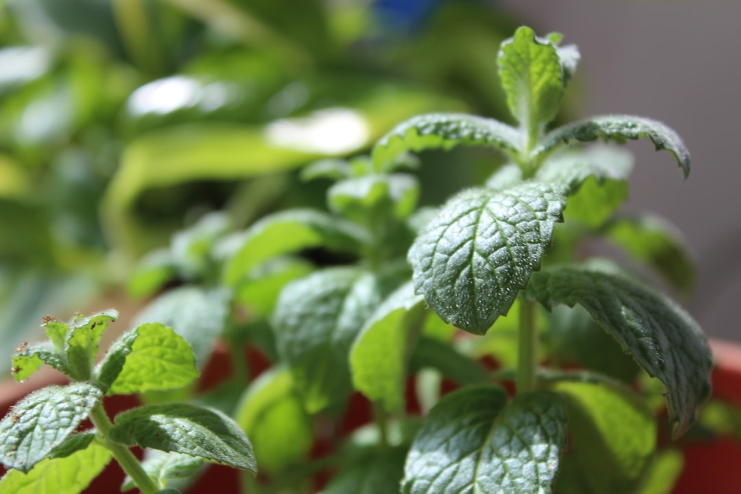 Agujeros de drenaje en una maceta para plantas aromáticas