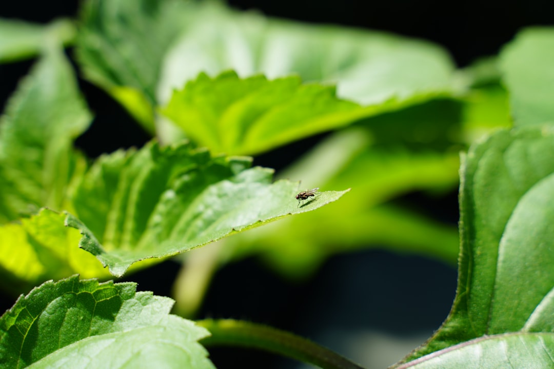 Mosca pequeña sobre una hoja verde durante una revisión de plagas