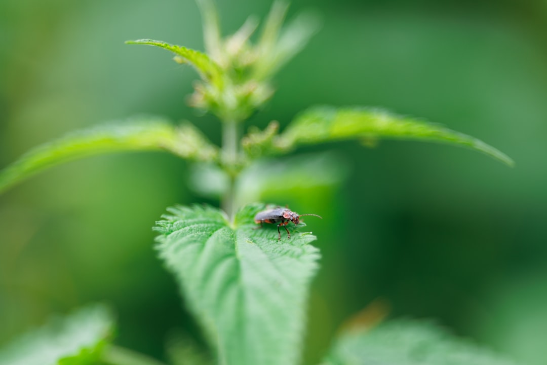Pequeño insecto sobre follaje verde durante una inspección de plagas
