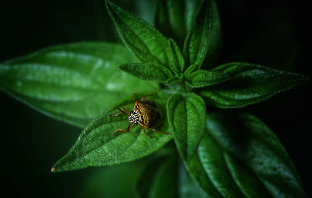Plagas comunes de las plantas aromáticas: cómo identificarlas y prevenirlas