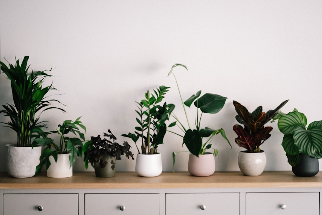 Puntas marrones en hojas de una planta de interior