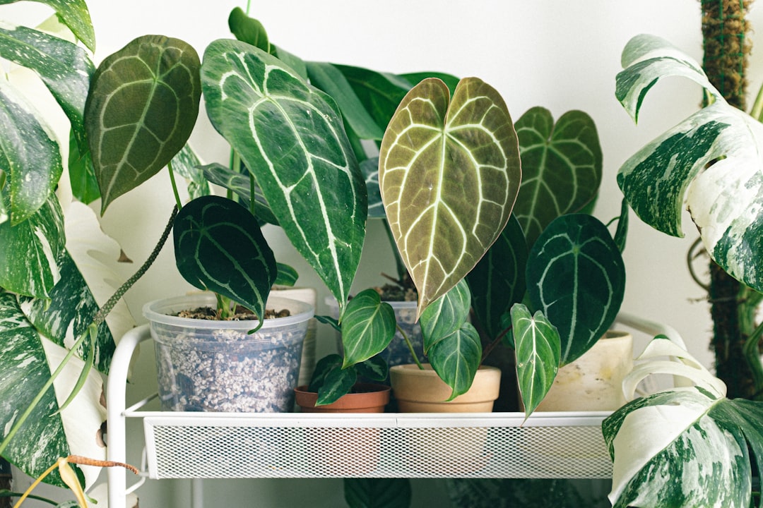 Riego de una planta de interior comprobando antes la humedad