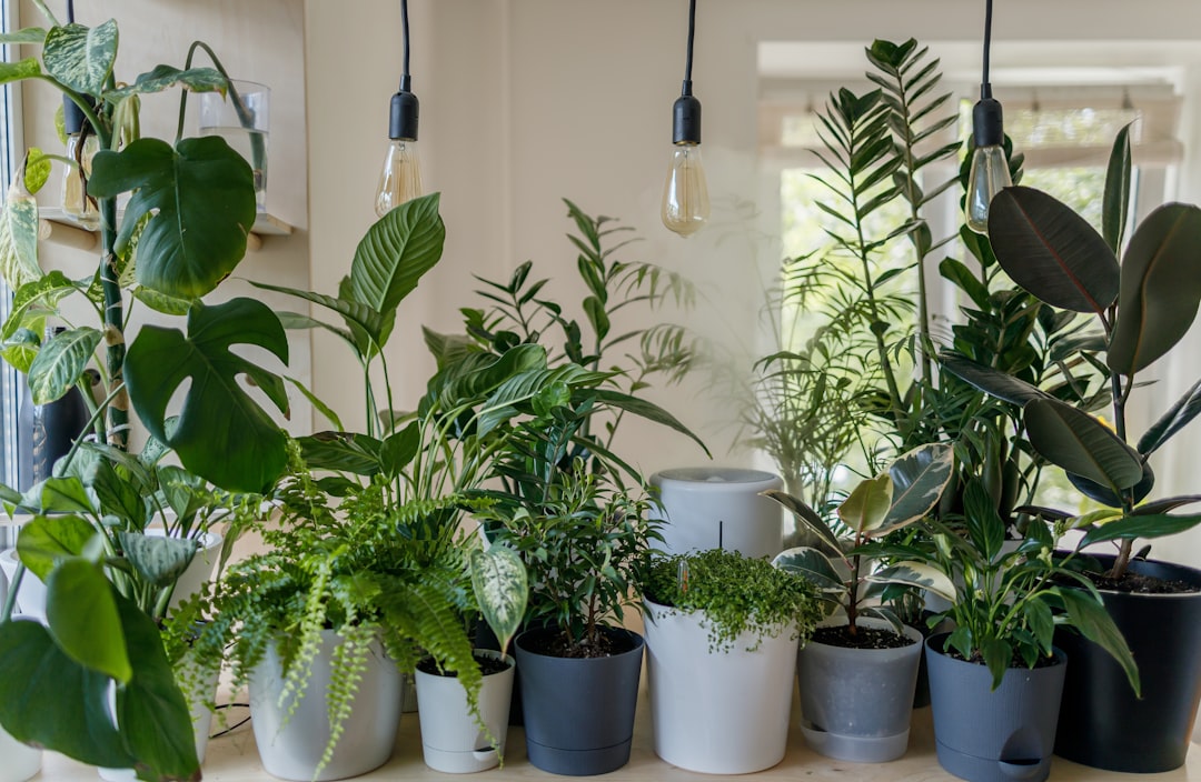 Cómo aumentar la humedad para plantas de interior sin causar hongos