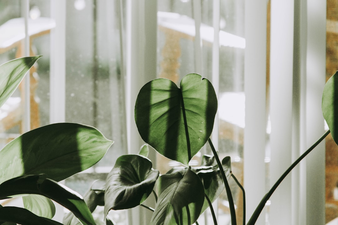 Planta de interior colocada cerca de una ventana luminosa