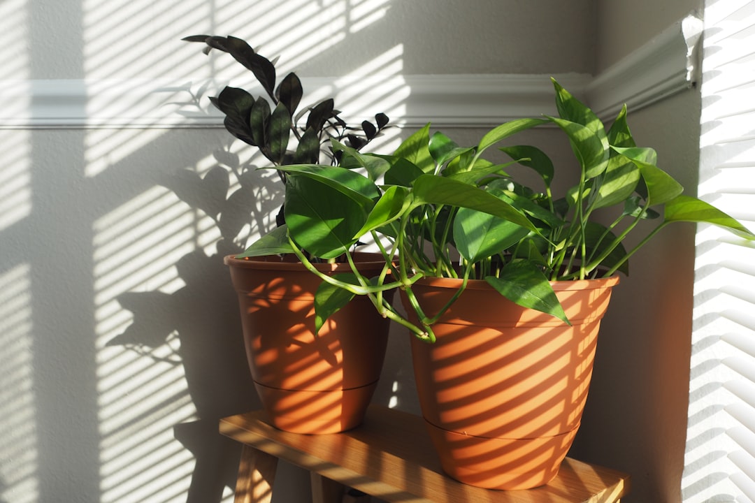 Cómo elegir el mejor lugar para cada planta según la luz de la casa