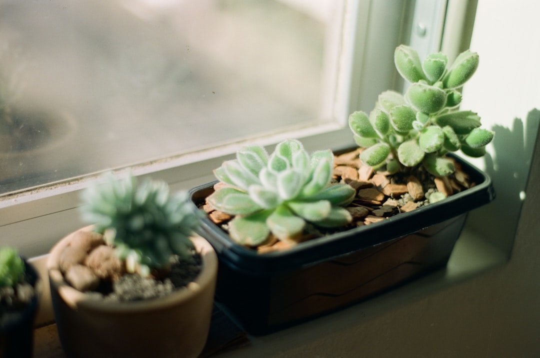 Planta de interior resistente creciendo cerca de una fuente de luz