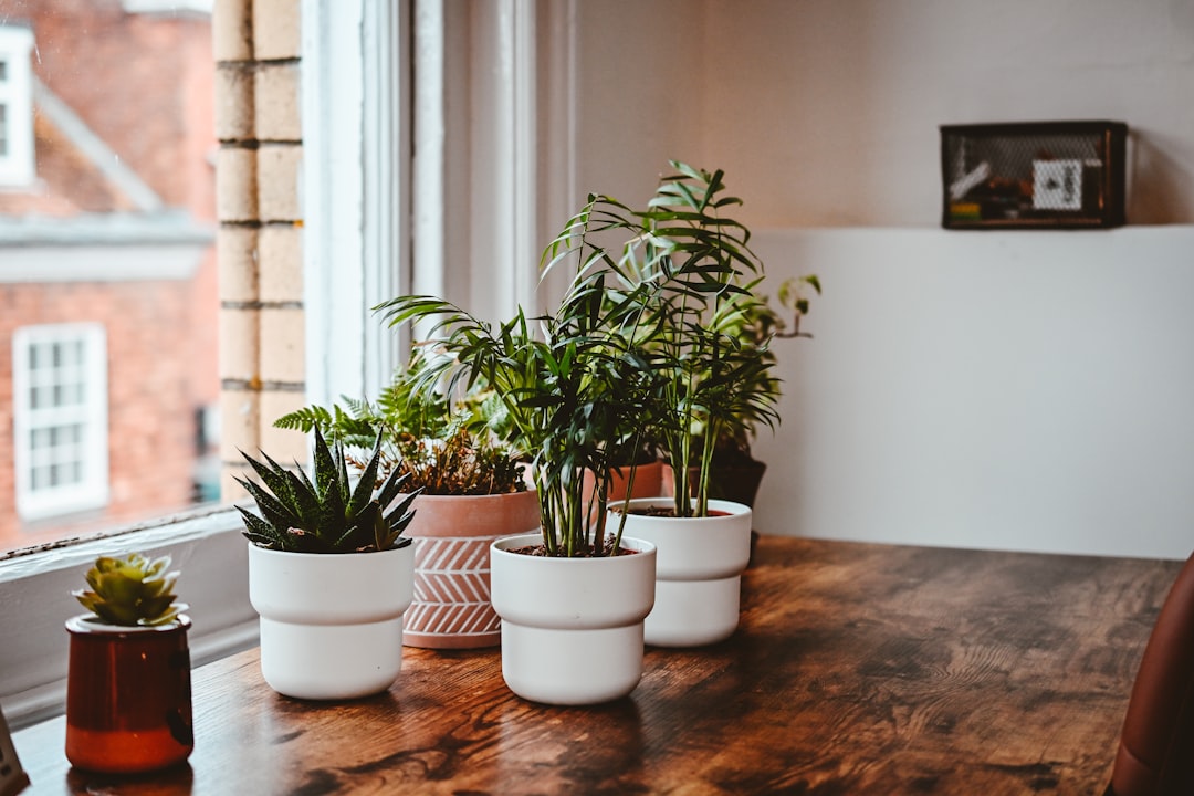 Planta de interior tolerante a una zona con menos luz