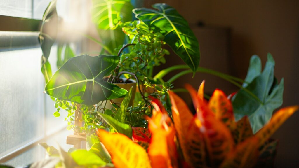 Grupo de plantas de interior junto a una ventana luminosa
