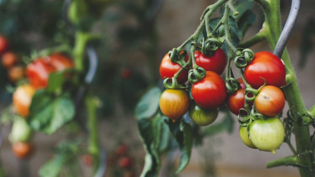 Revisión de una tomatera antes de realizar una poda ligera