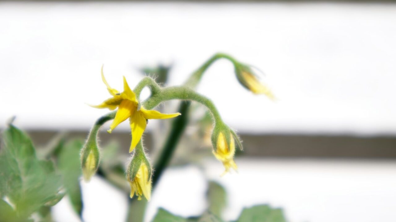 Tomatera durante una poda de mantenimiento