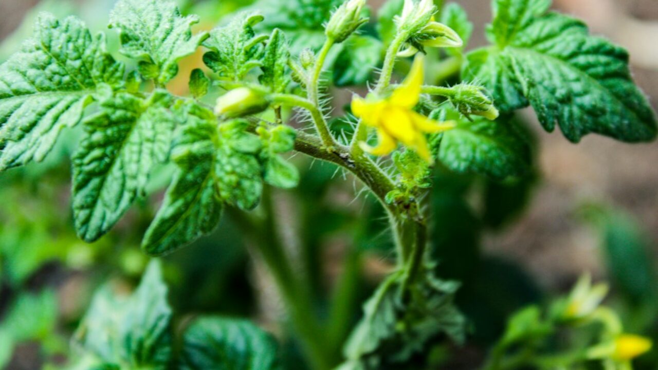 Tomatera después de retirar crecimiento innecesario