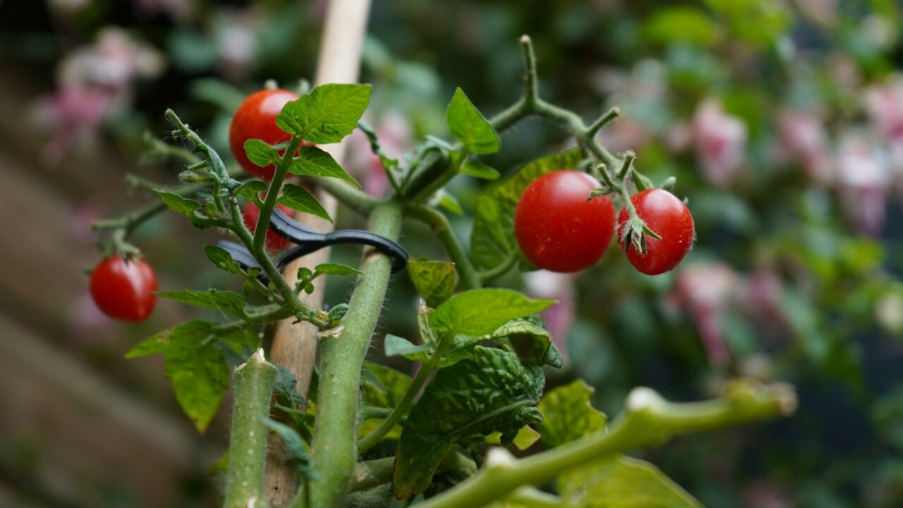 Planta de tomate con follaje bien distribuido