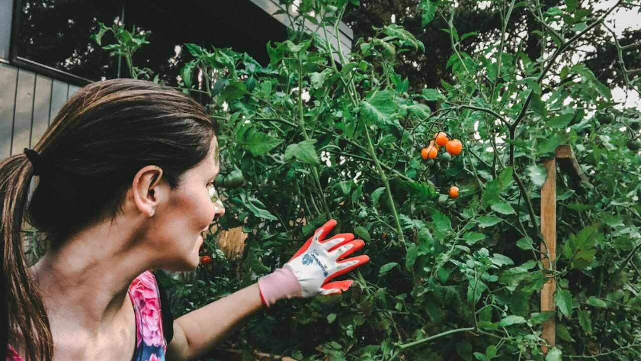 Tomatera desarrollándose con soporte y ventilación