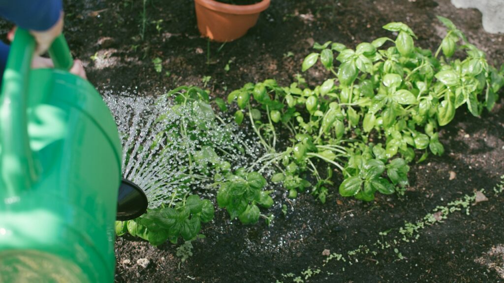 Riego de plantas bajo cubierta para protegerlas del calor extremo