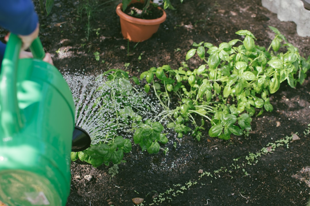 Planta con síntomas asociados al exceso de agua