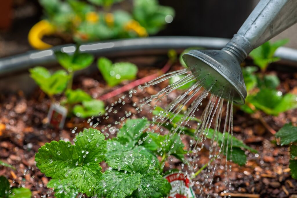 Riego cuidadoso de plantas aromáticas cultivadas en maceta
