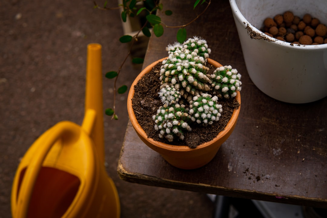 Planta retirada con cuidado de una maceta para realizar el trasplante