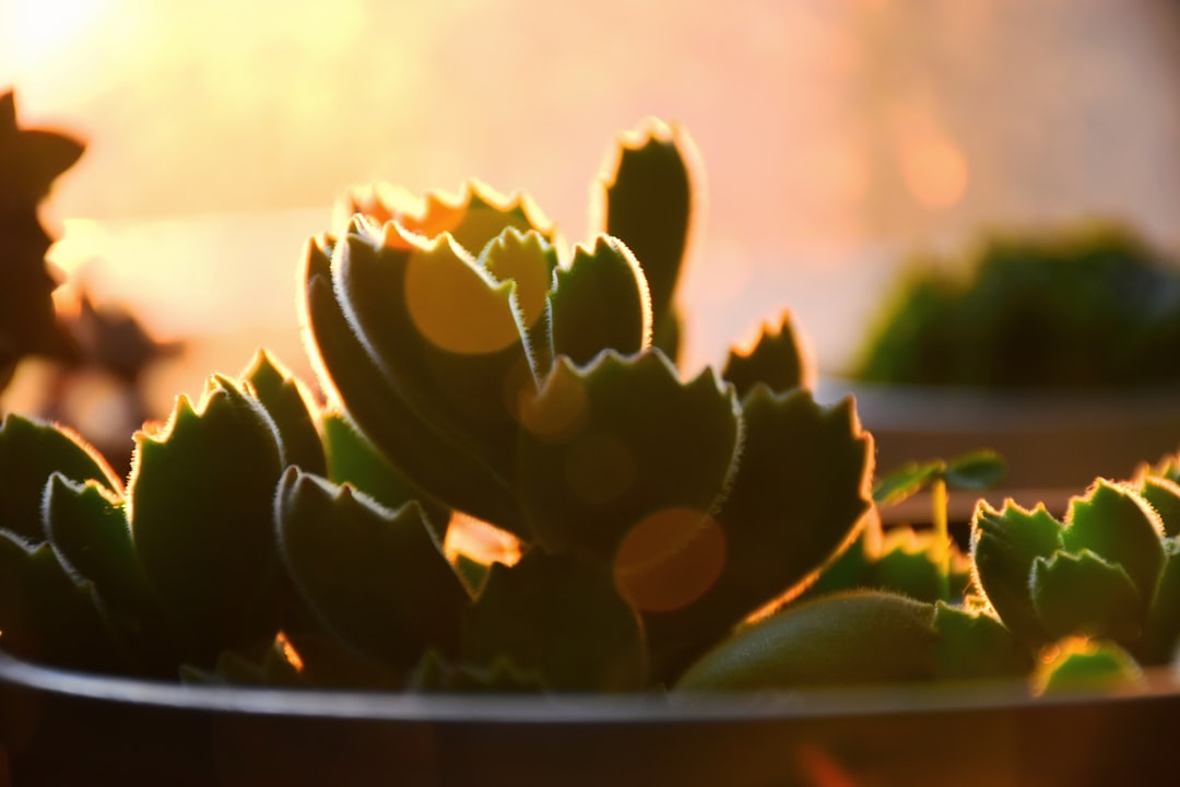 Riego de una planta en maceta después de aumentar la exposición a la luz