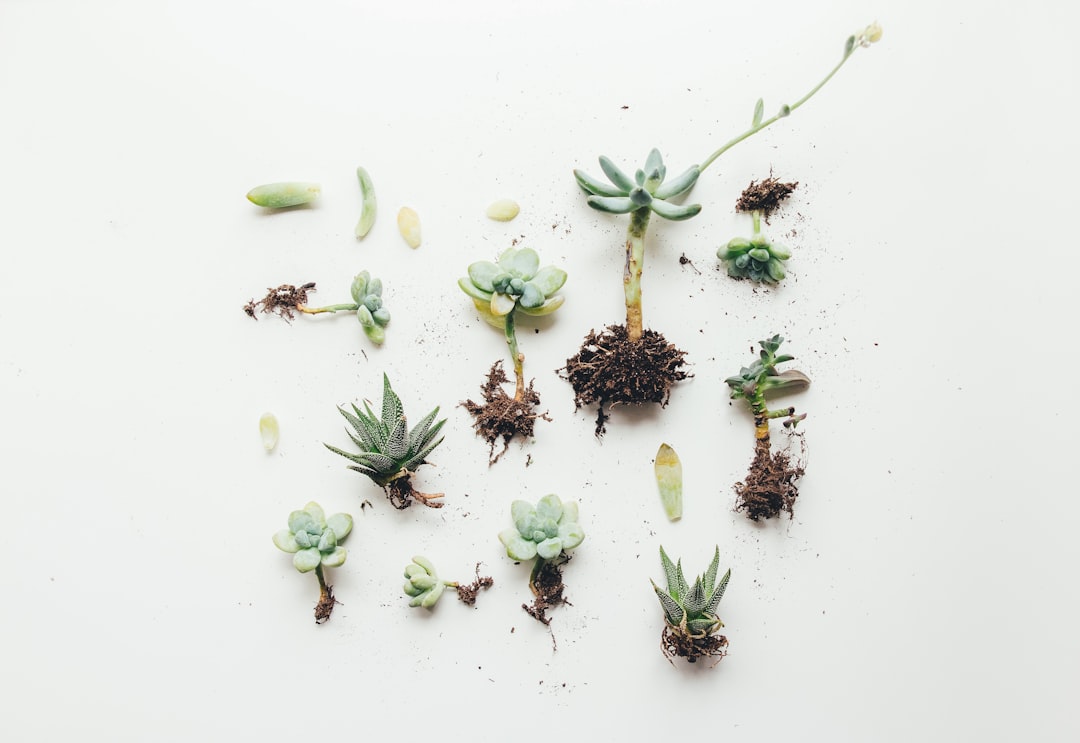 Cómo regar suculentas y cactus sin pudrir las raíces
